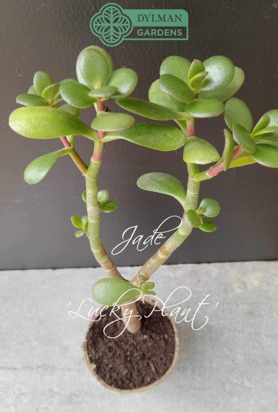 Jade Plant (Crassula Ovata) – Lucky Plant – Indoor Houseplant – Multiple Sizes