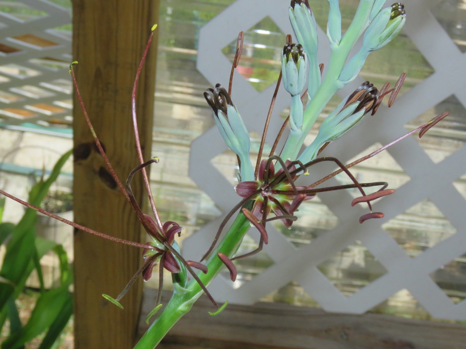 Manfreda (agave) spot, hybrid