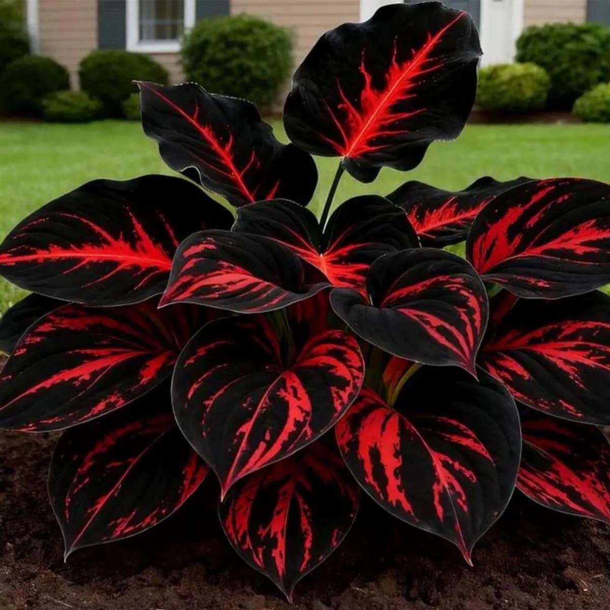 Mixed 300+ Hosta Seeds for Planting, Hostas Seeds Rare Perennial Under Trees &