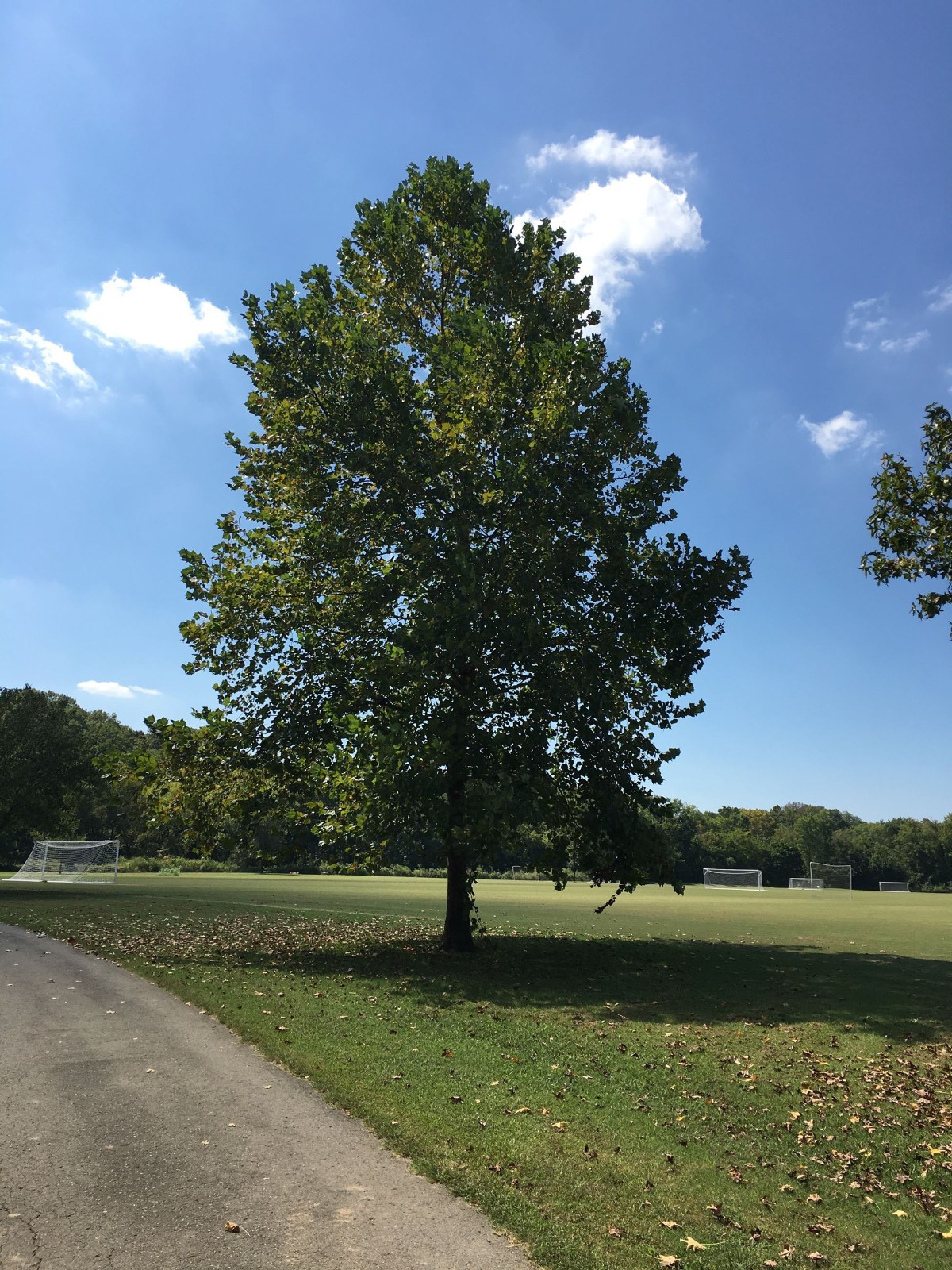 American Sycamore Tree – 18 – 24″ Tall – Grown in a 3.5″ Pot