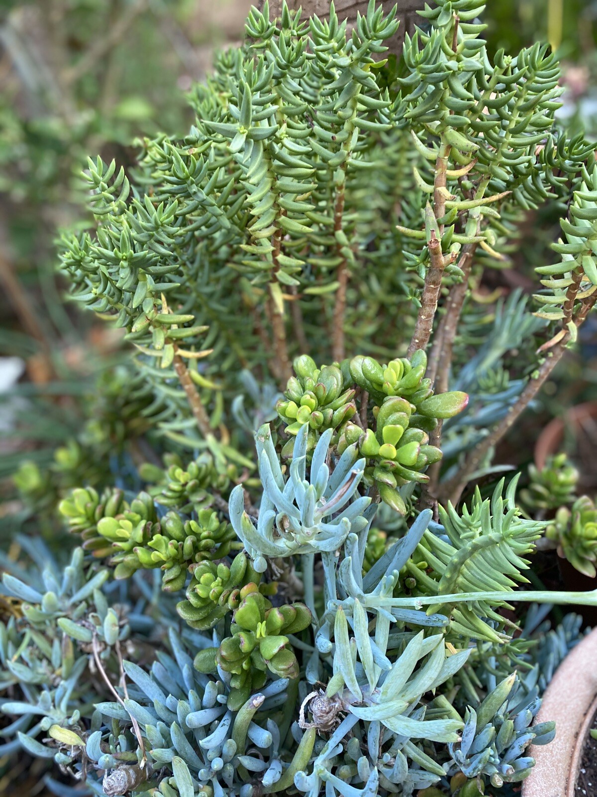 QUANTITY: 10 ORGANIC VARIETIES SUCCULENT – ASSORTED CUTTINGS $13.99