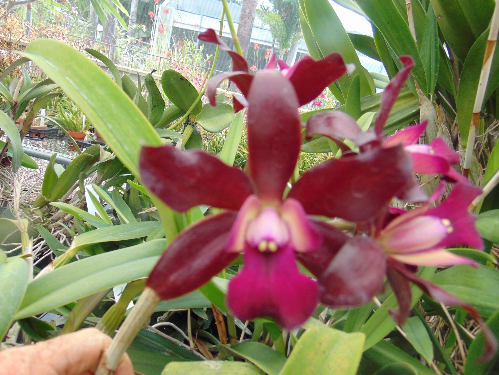 Lc. Loog Tone ‘African Beauty’ Bloom size 6″ pot LARGE PLANT