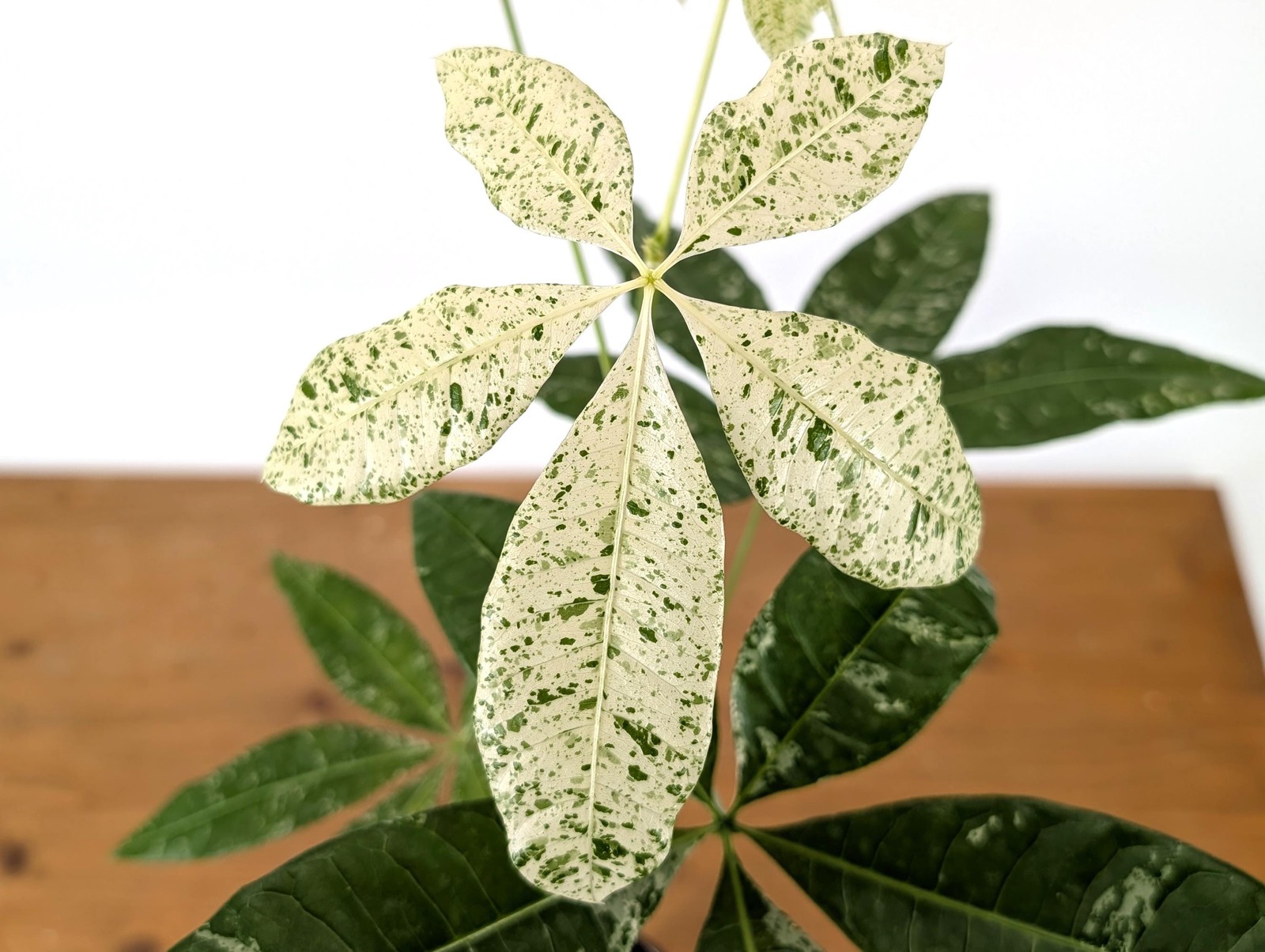Albo Milky Way Variegated Money Tree (Pachira) 4” pot