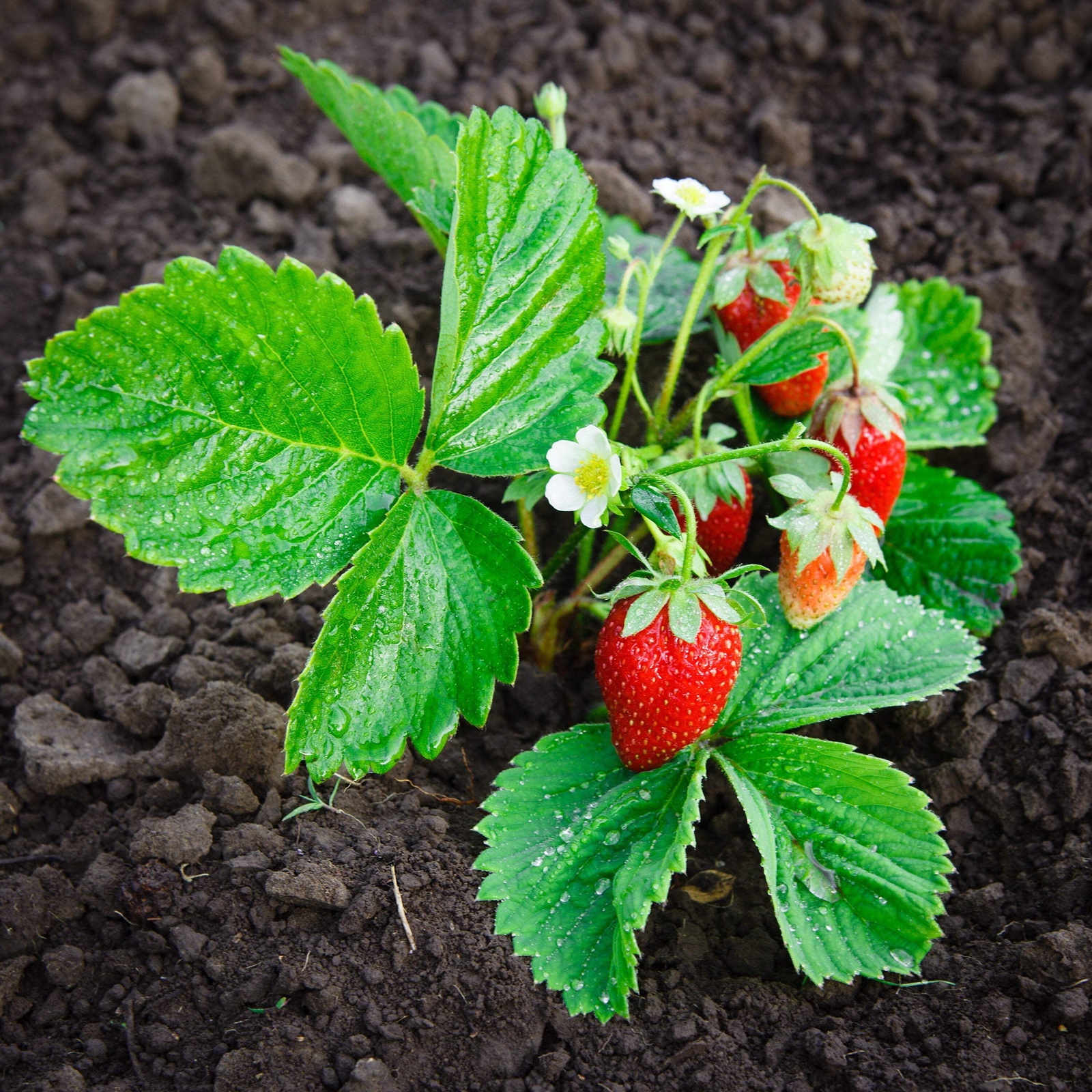 100 ALPINE STRAWBERRY Fragaria Vesca Red Fruit White Flower Seeds *Flat S/H