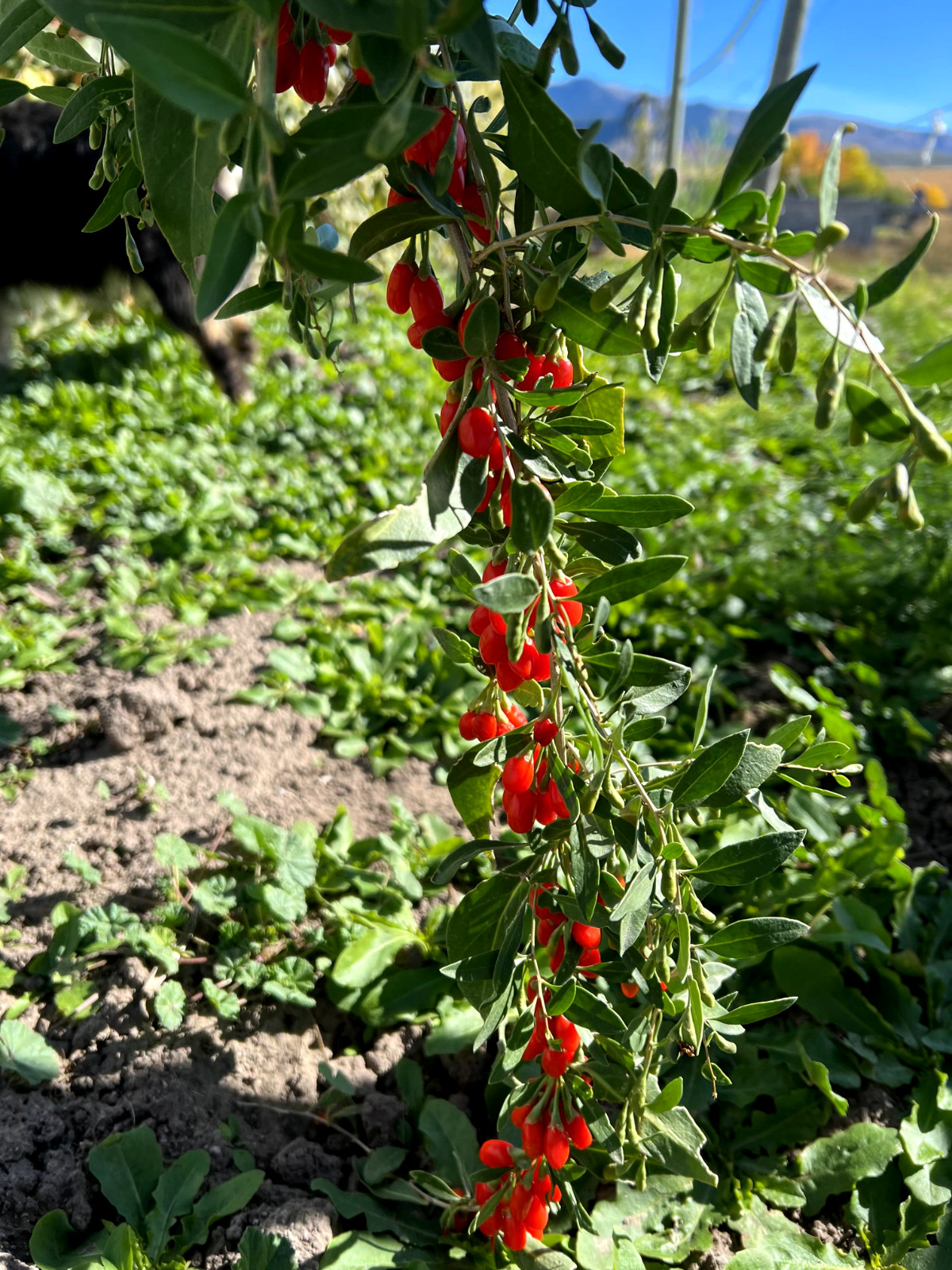 WOLFBERRY / GOJI BERRY, Live, Rooted, ~6″ Tall, Ready to Plant, Miracle Fruit