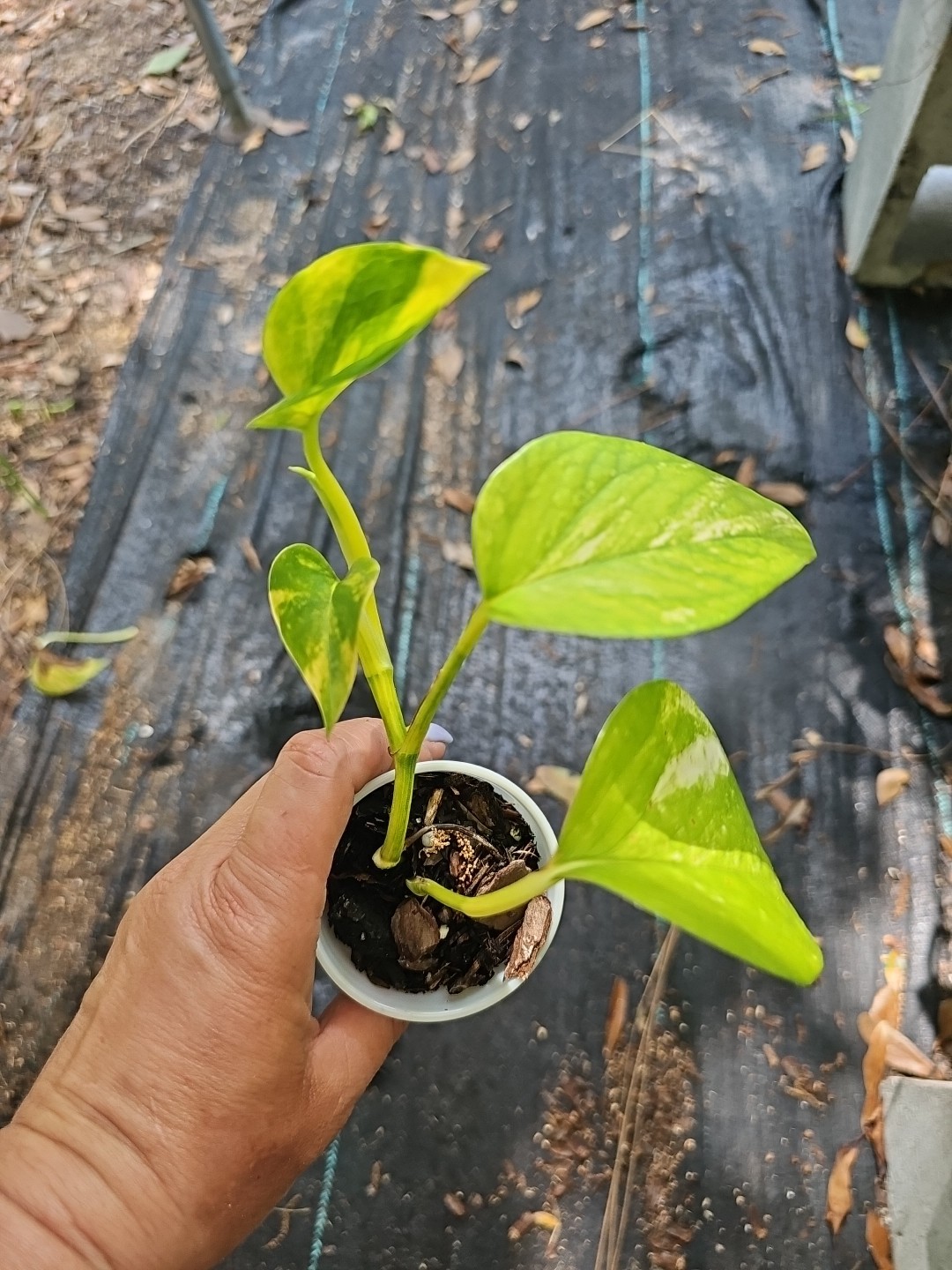 GIANT Variegated Golden Pothos Climbing hawaiian Live Plant Rooted 2,5″ Pot