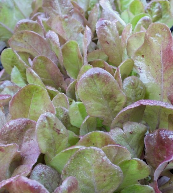1000+ Marvel of Four Seasons Lettuce Seeds, OLD FRENCH FAVORITE HEIRLOOM,NON-GMO