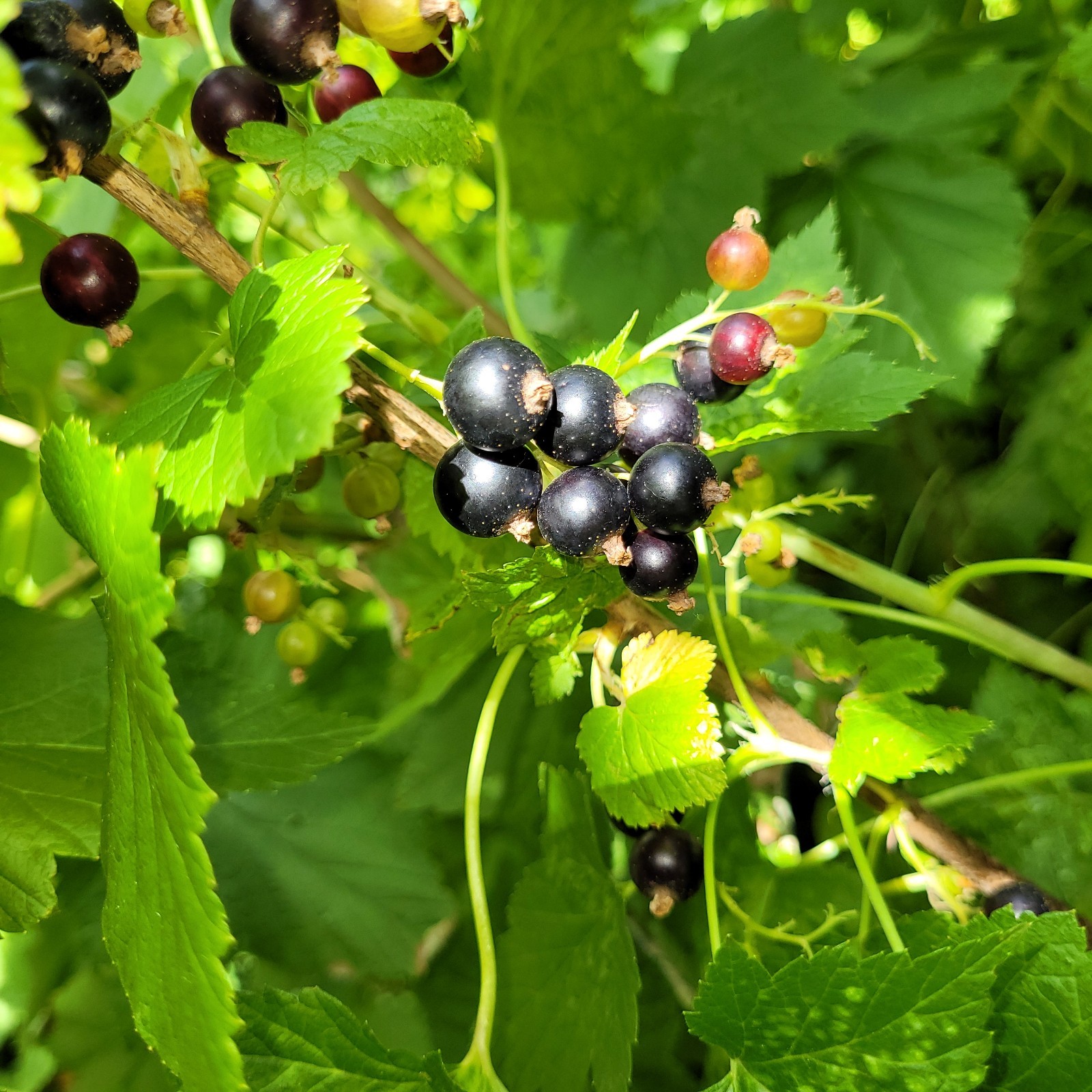 6 Black Currant Ribes Nigrum Fresh Helathy Cuttings Unrooted Zones 3-8 Hardy