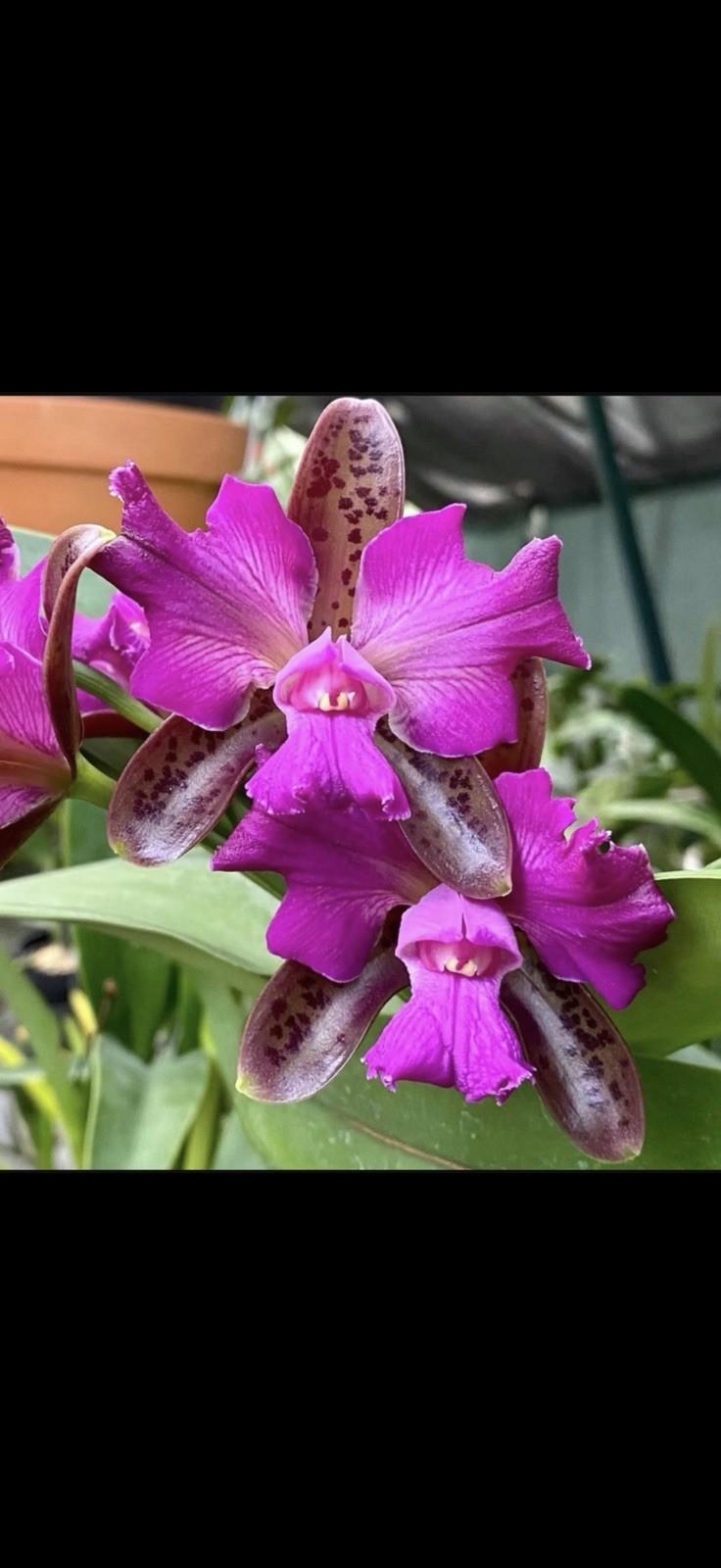 Cattleya leopoldii (tigrina) peloric ‘Francisco’ in 4in pot