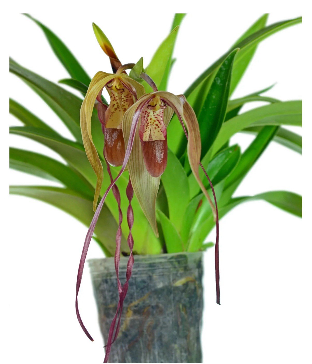 Phragmipedium Wossner Supergrande Olive Green Red Orchid New Growth 3.5” Pot