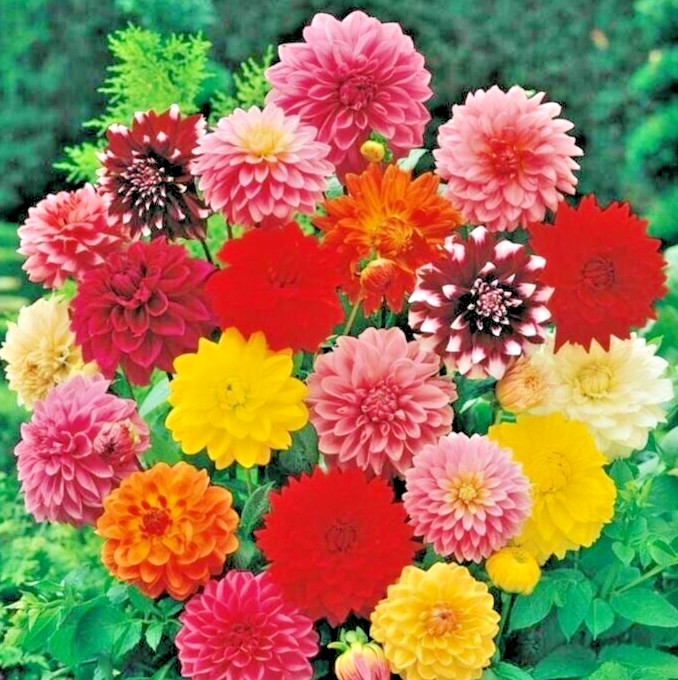 Dahlia GIANT DINNERPLATE MIX 5 Live Flower Plant Bulb Tubers Pink Red Yellow