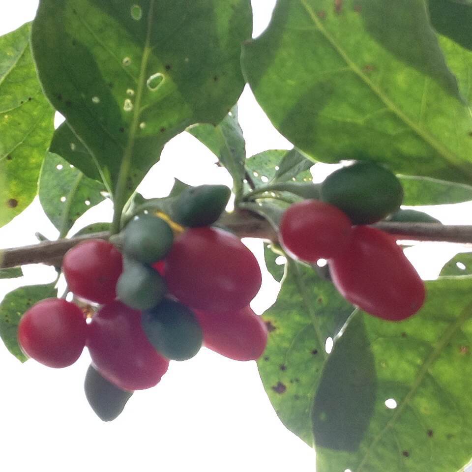 3 GOJI BERRY LIVE PLANTS WITH BARE ROOT AND 10 LIVE CUTTINGS NO ROOTS WOLFBERRY