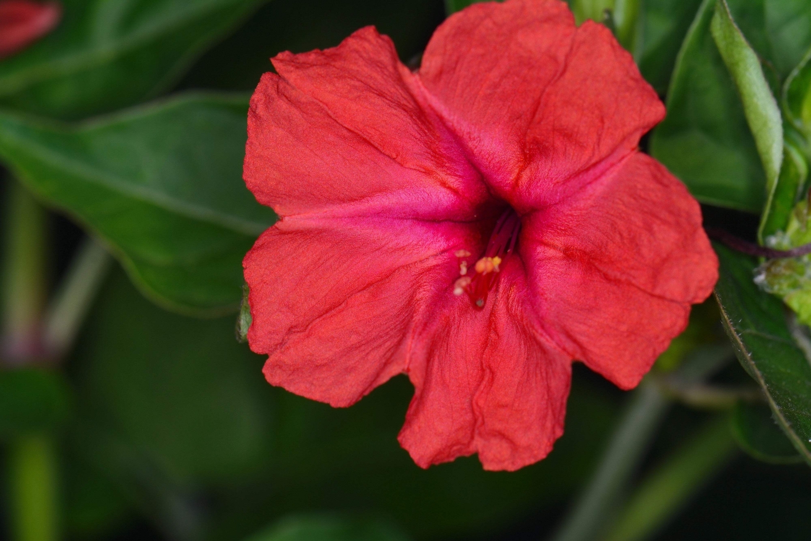 25 RED FOUR O’CLOCK Marvel of Peru Mirabilis Jalapa Flower Seeds