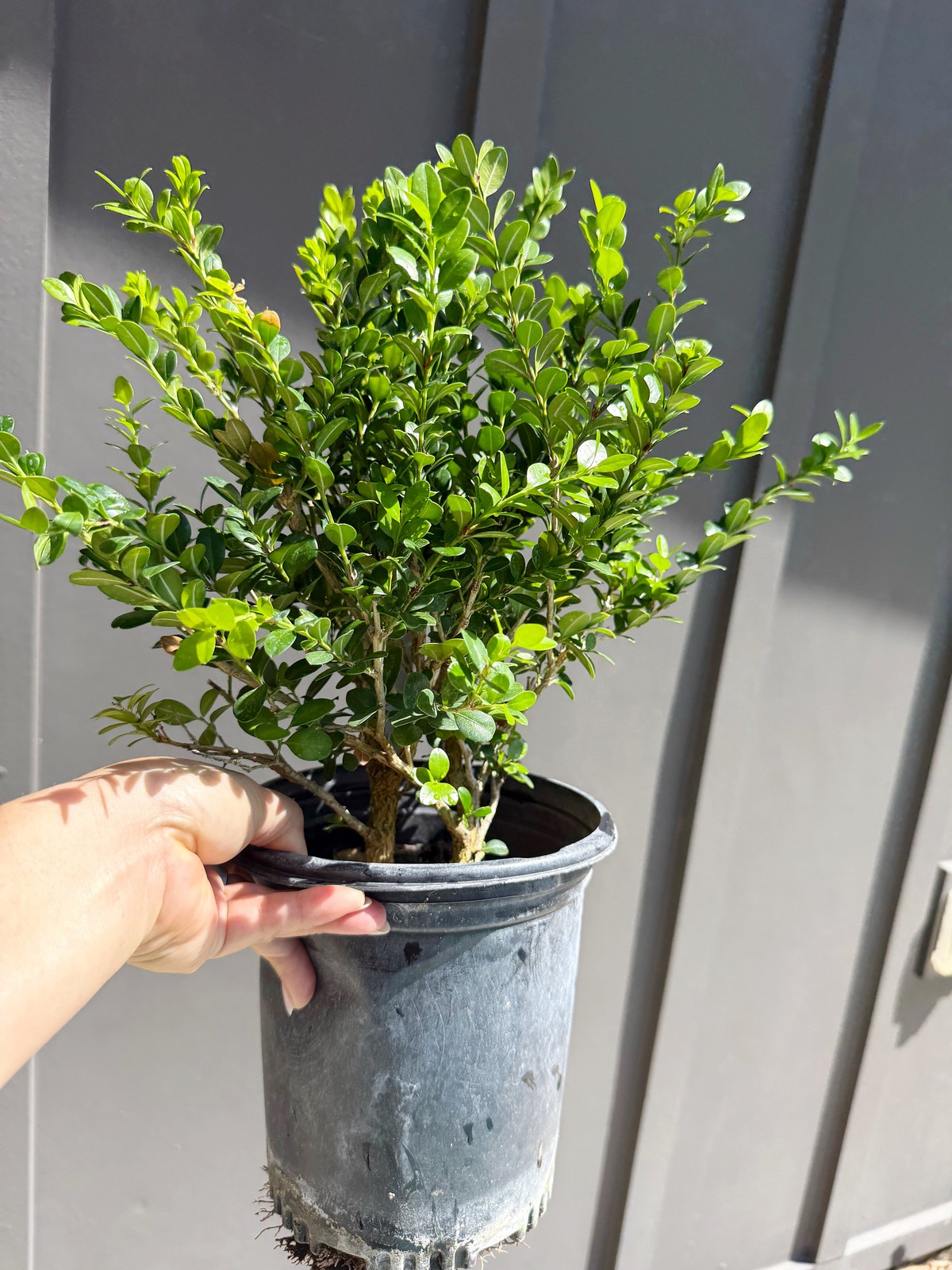 Green Beauty Boxwood, 1 Gallon Pot, Evergreen Hedge Shrub