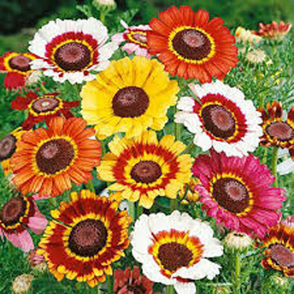 Painted Daisy Seed, 1000 Seeds, Beautiful Mulit Colored Blooms.