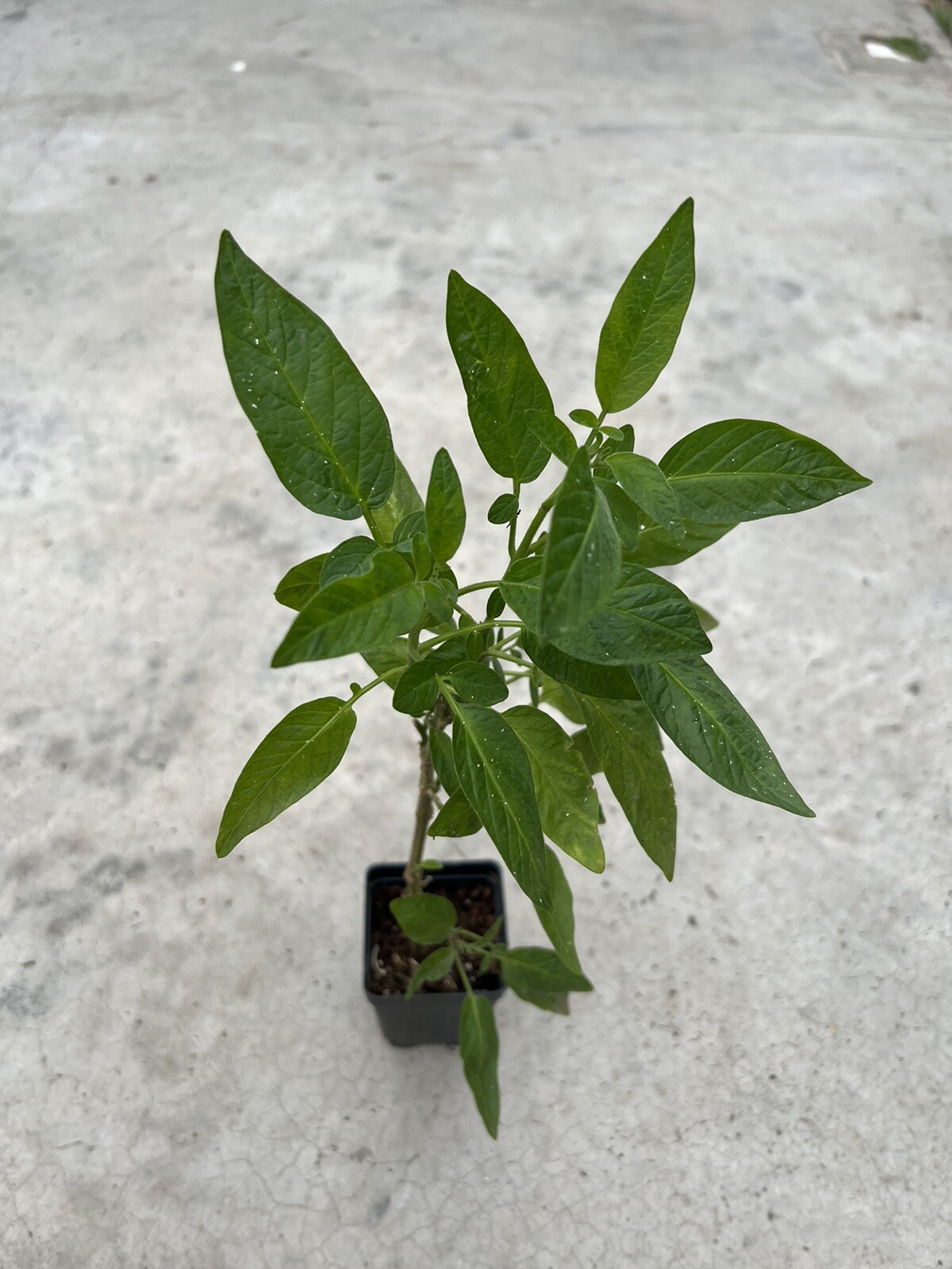1 Pepino Melon Plant Cutting With Pot 12” Golden Sweet Ginseng Fruit Plant