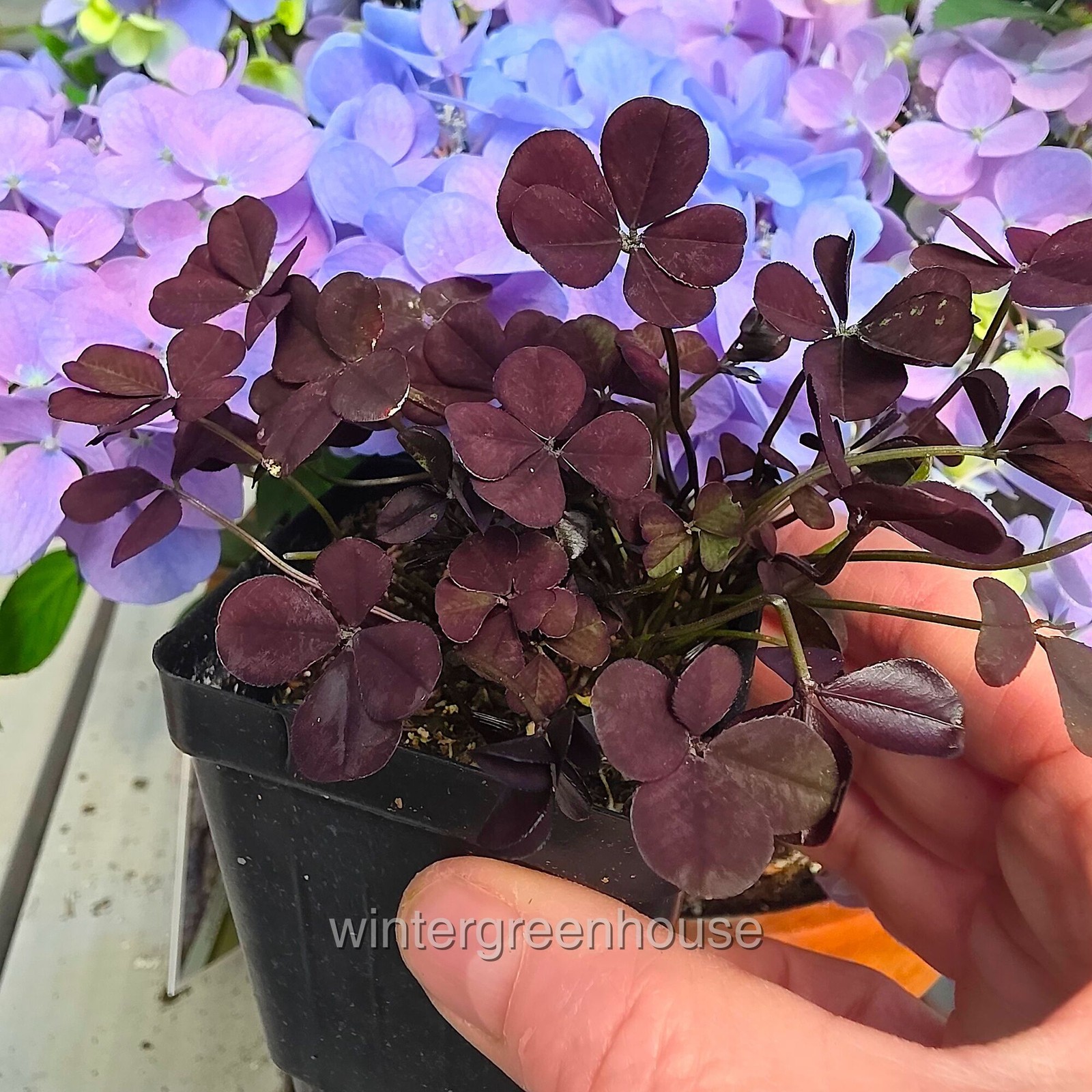 Trifolium Lucky Clover, Coco Mint, Shamrock Clover