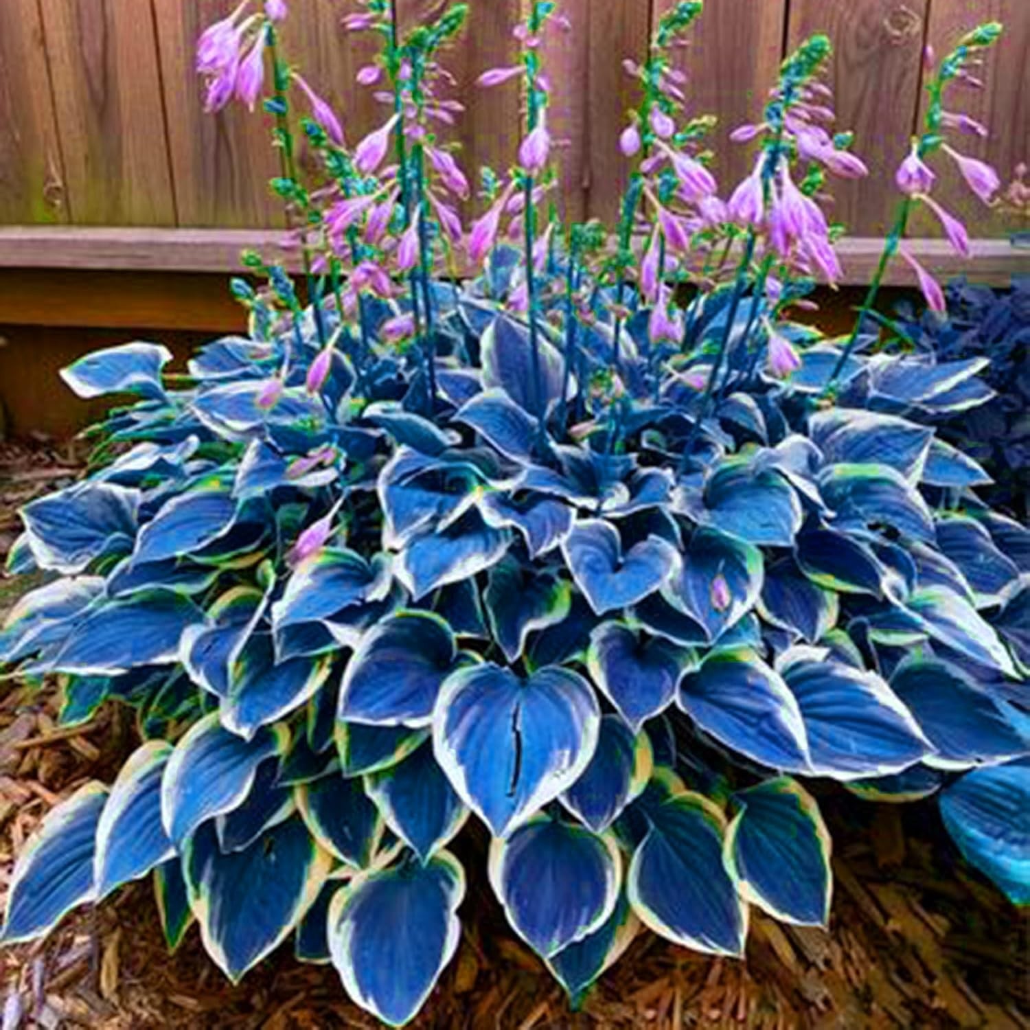 220+ Hosta Seeds Blue Perennial for Planting,Hosta Seeds Blue and Black….