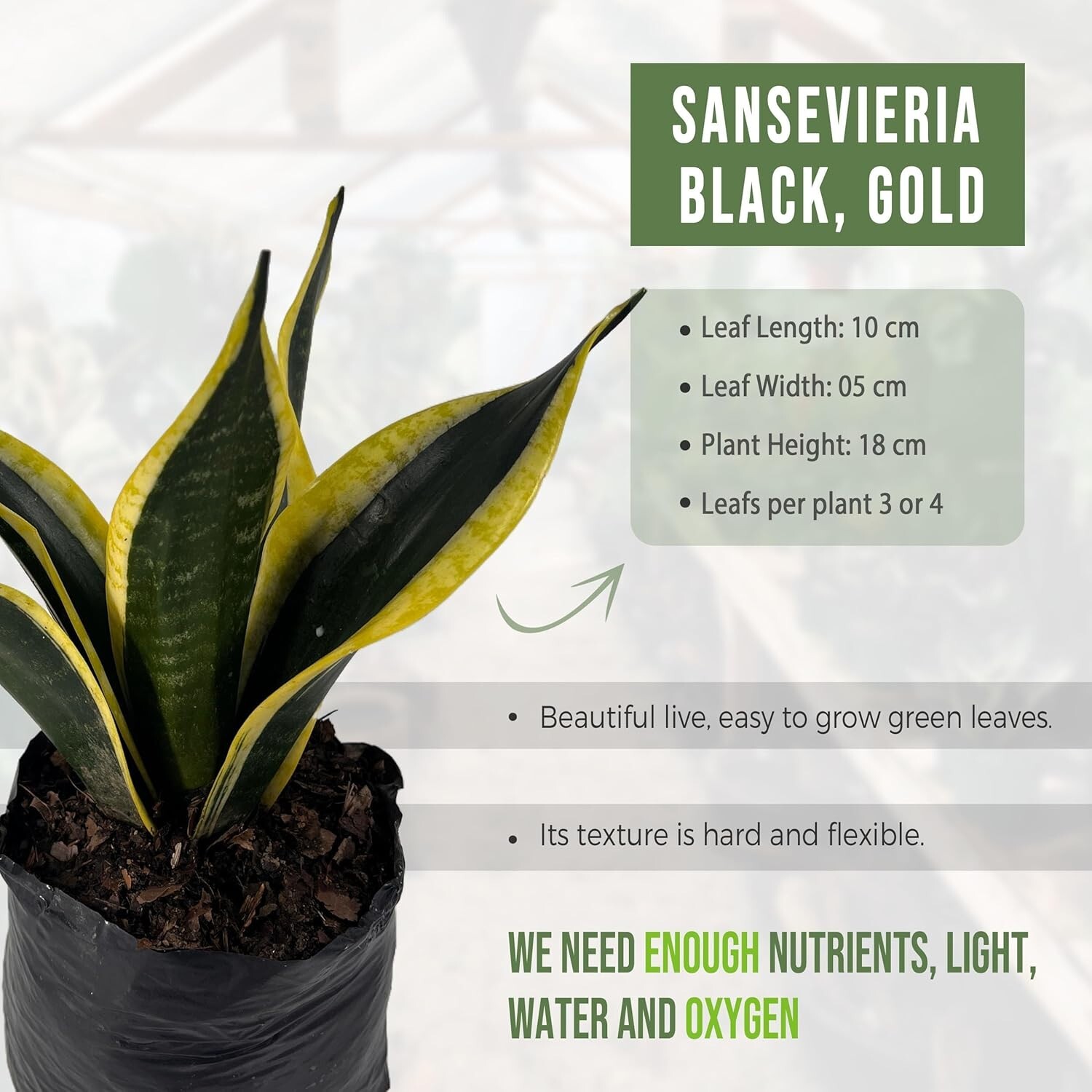 Sansevieria Black and Gold (2 Pack) by LEAL PLANTS ECUADOR