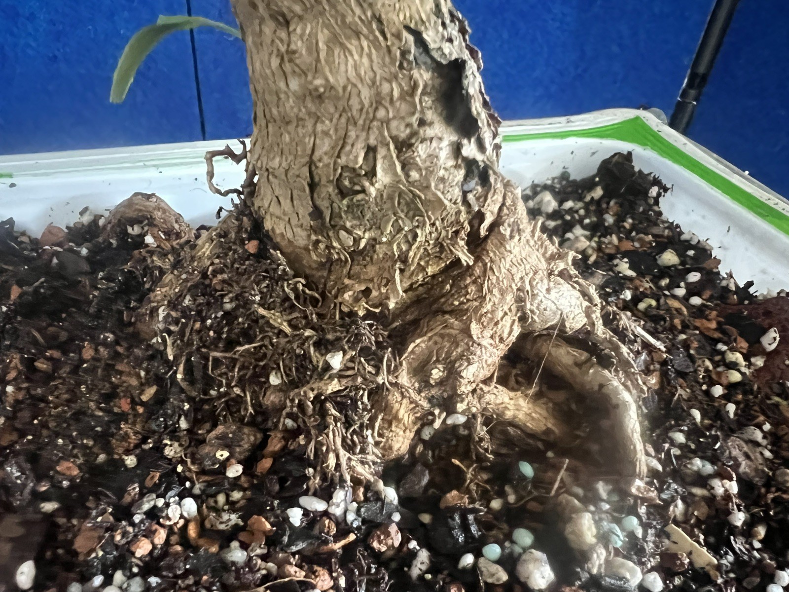 Old Ginkgo Biloba Bonsai Tree 2” Base 15” Tall 10 Years Old