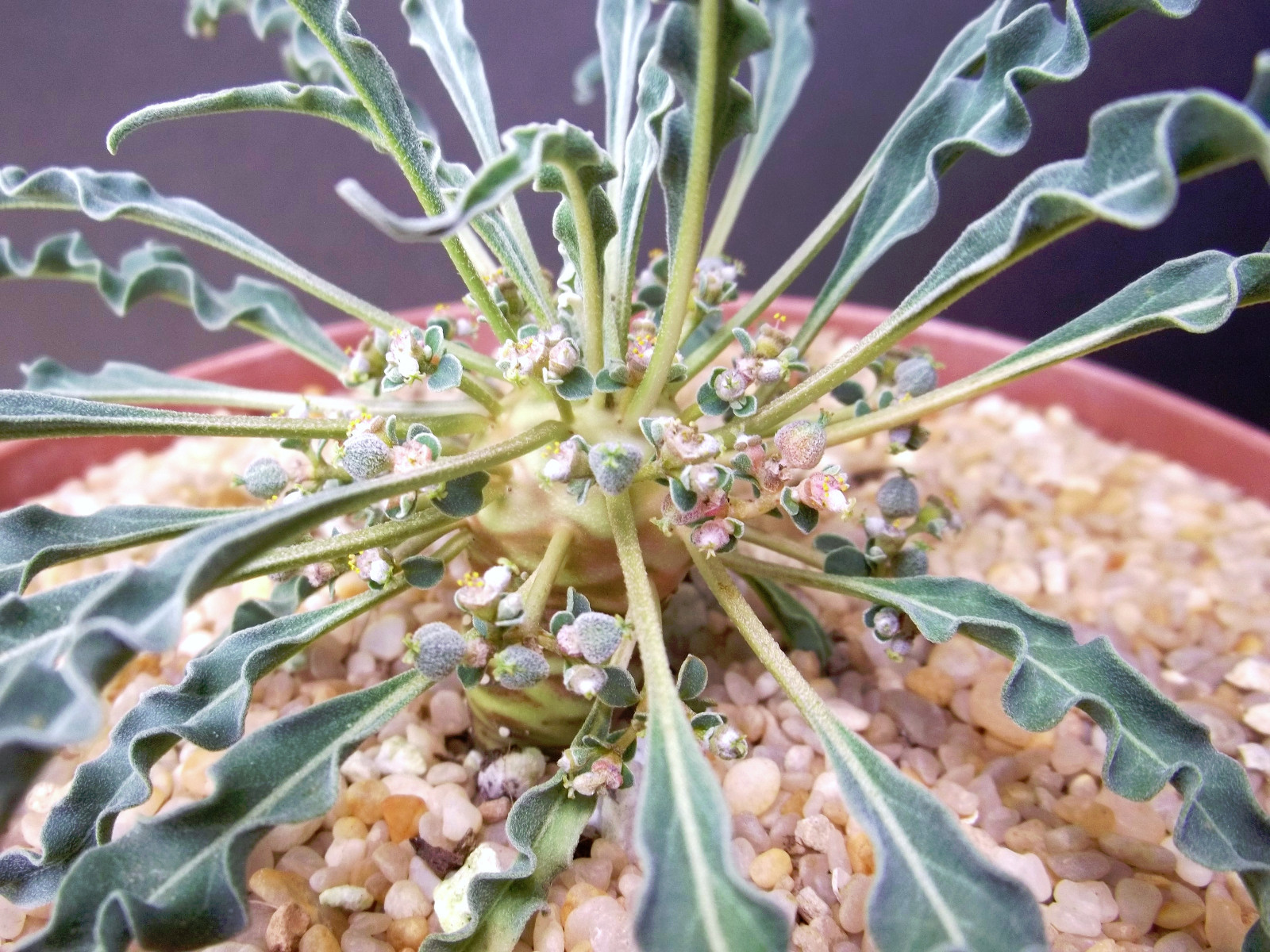 Euphorbia hadramautica, exotic rare madagascar bonsai cacti caudex seed 10 seeds