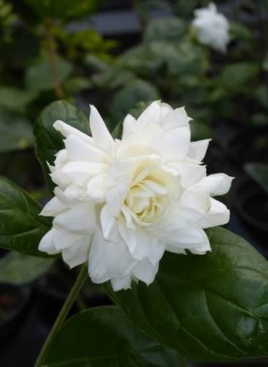 Grand Duke of Jasmine Live Plant Set of 2 Sambac Double White Fragrant Flower