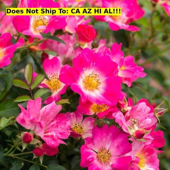 Pink Drift Rose Bush in 1 gal Pot Outdoor Flowering Garden Plant 4-11 Zone