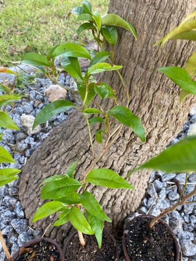 GREEN STAR APPLE SEEDLING FROM 6 TO 8″ TALL (CHRYSOPHYLLUM CAINITO )