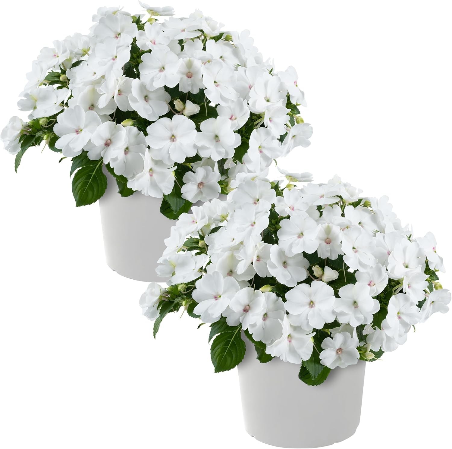 Gorgeous Live New Guinea Impatiens – 2 White Flowering Plants for Outdoor Charm