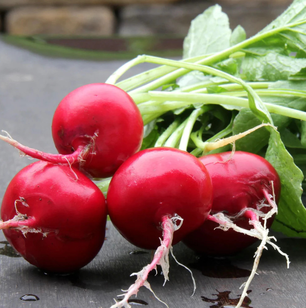 600+ GERMAN GIANT RADISH SEEDS ——– HEIRLOOM — NON GMO