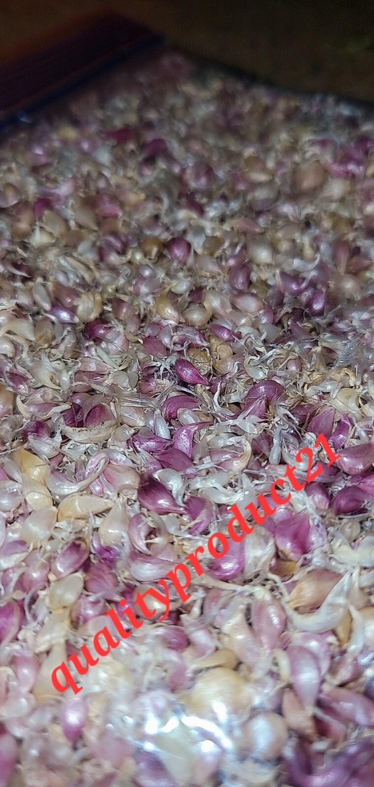 Organic Home Grown Italian Purple Garlic Bulbils (NOT BULBS) For Plant 200 Pcs