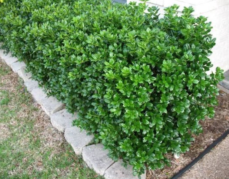 Dwarf Burford Holly Live Plant – 6-12″ Tall – 4″ Pot – Ilex Shrub – Zones 5-9