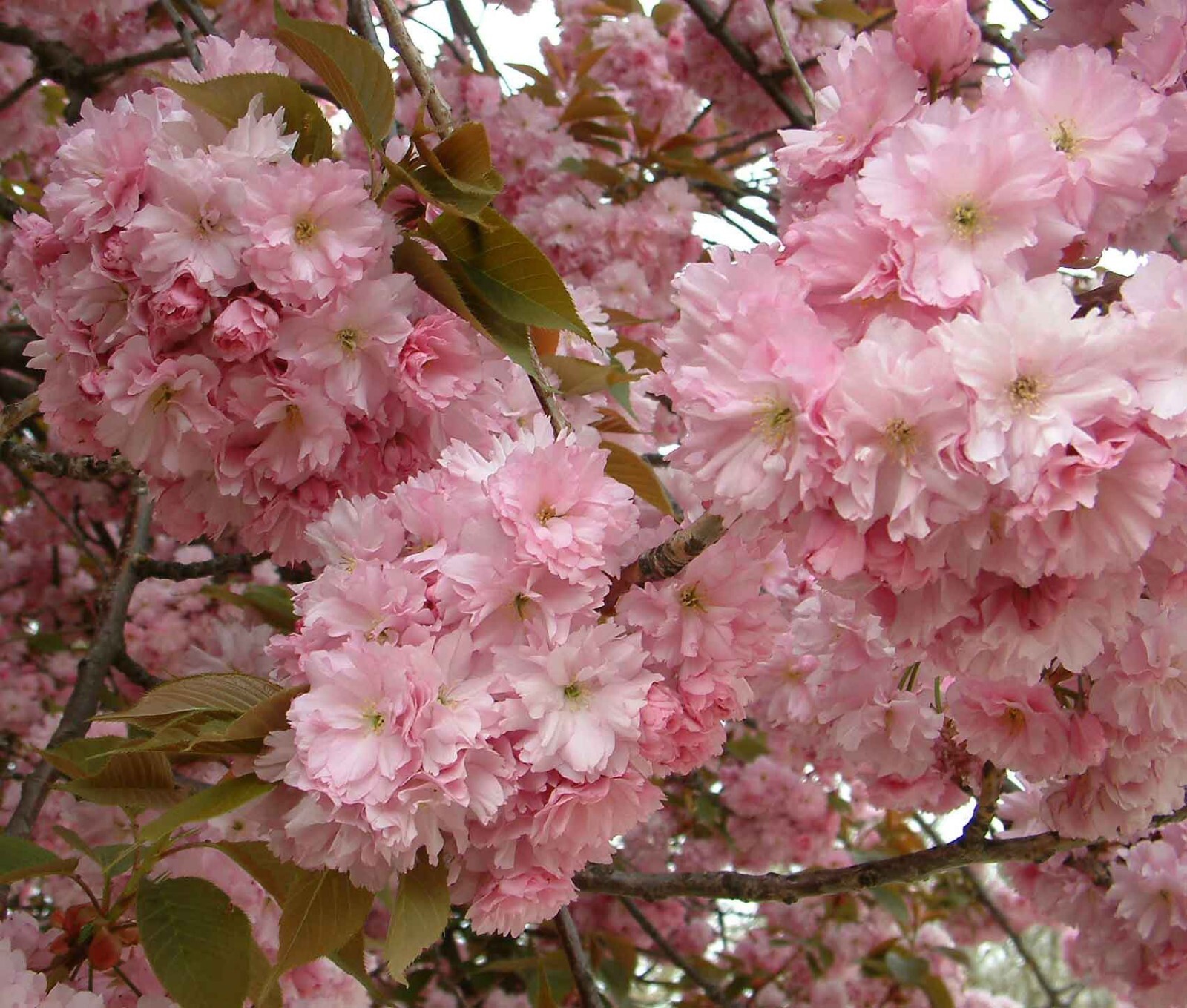 Japanese Flowering Cherry, Prunus serrulata, Tree Seeds