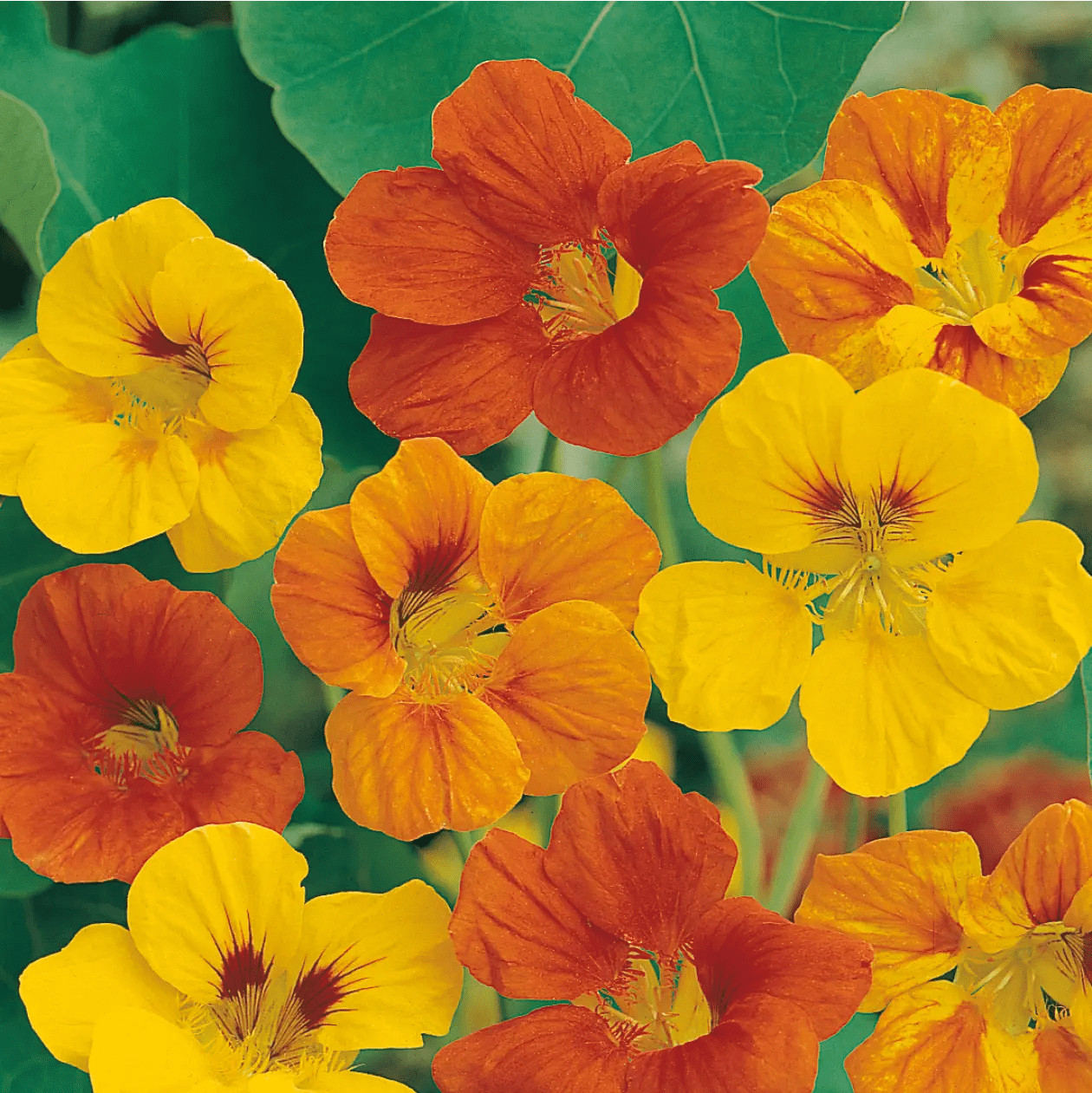 Nasturtium Tom Thumb Seeds 30 Ct Dwarf Flower ANNUAL WILDFLOWER FREE S&H