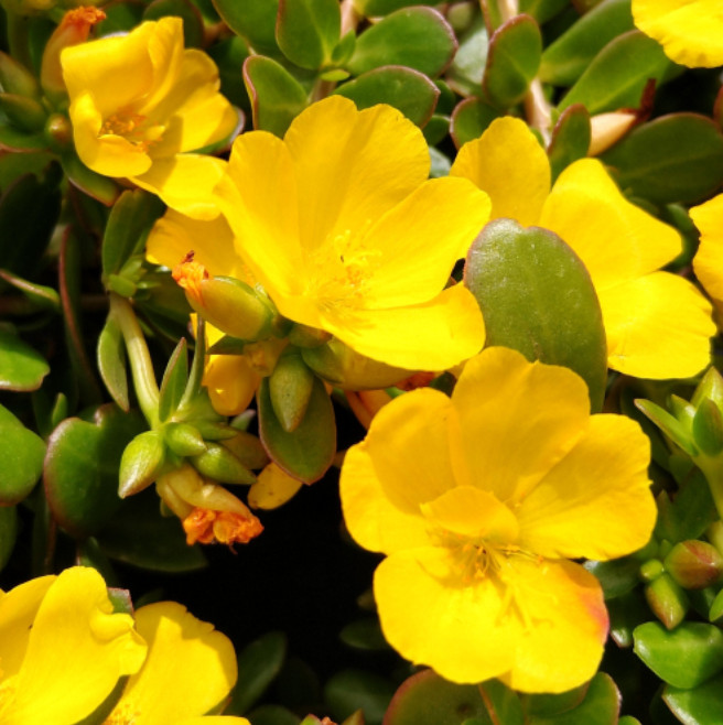 Set 2 Jumbo Yellow Portulaca Live Plant – 5-9″ Tall – Ship No Pot – Heat Toleran