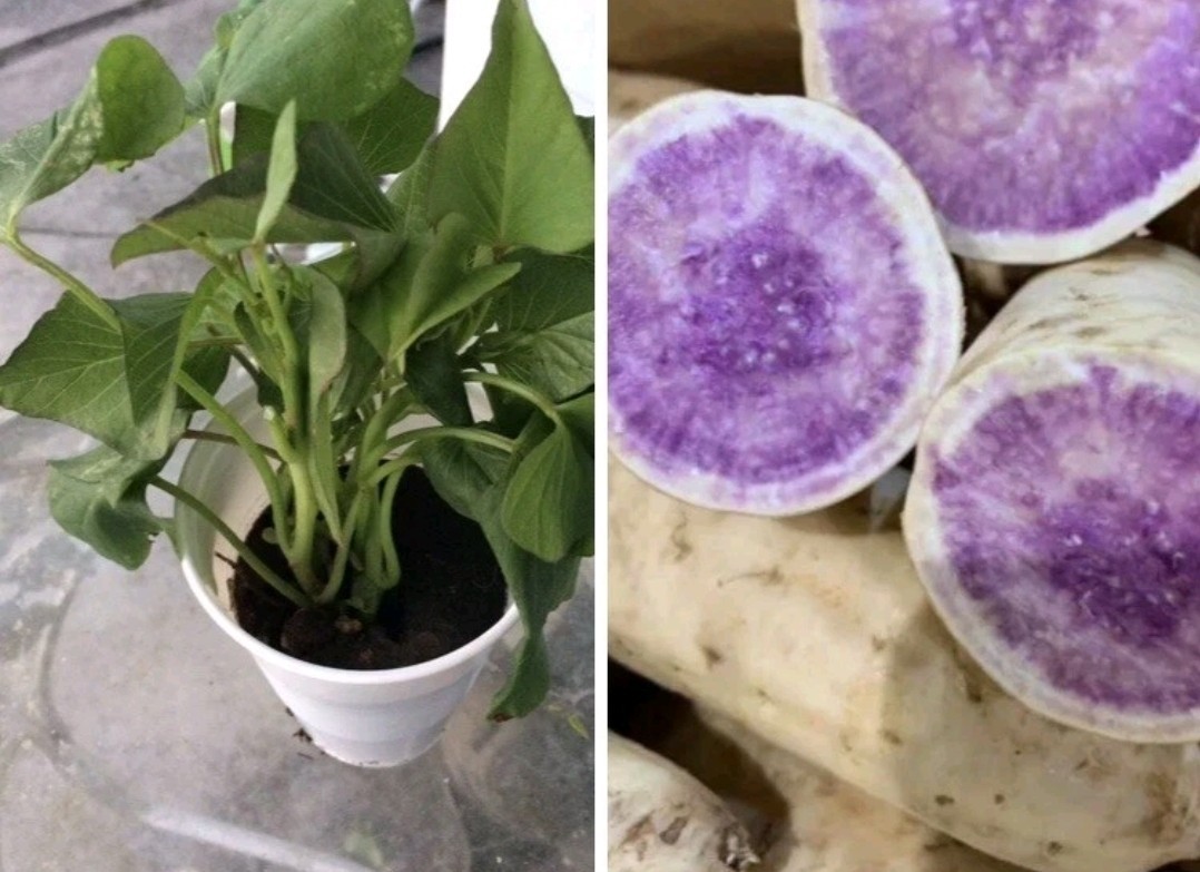 5 Okinawa Hawaiian Special – Sweet Potato Plants Rare Starter Cup – 5 In 1 Cup.