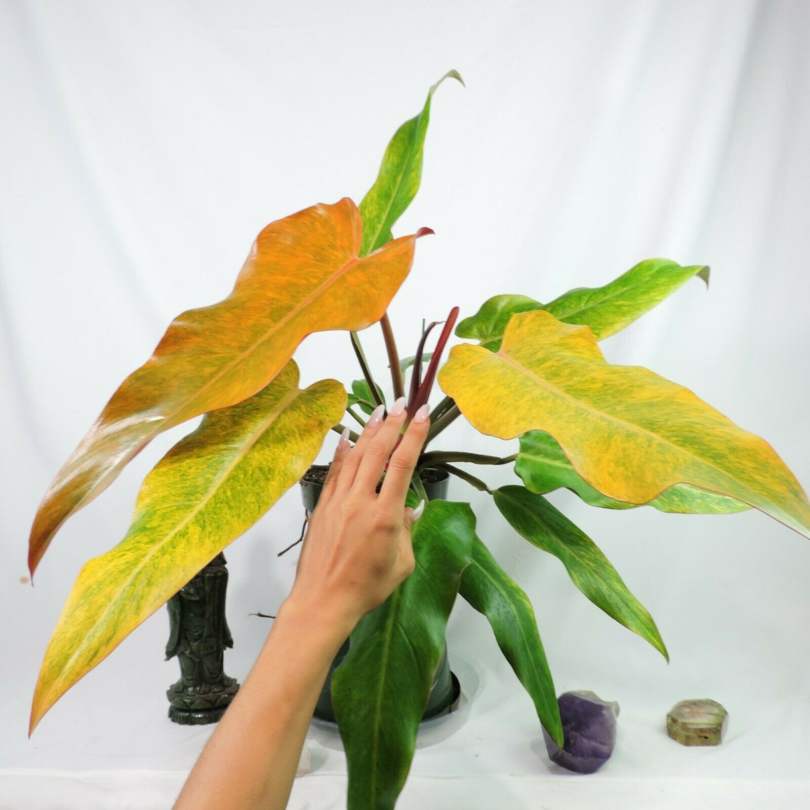 Philodendron Orange Marmalade, Autumn Queen 6″ pot, Fedex 2day