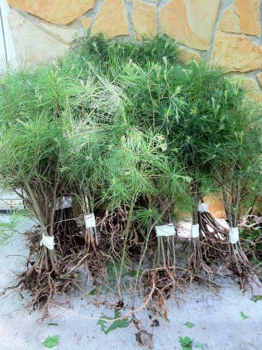 32 Smokie mountain White pine Starter trees 10-14 inch tall transplant seedlings