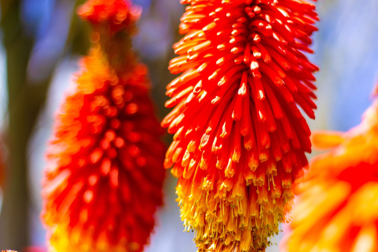50 TORCH LILY Red Hot Poker / Tritoma / Kniphofia Uvaria Flower Seeds