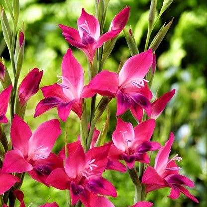 Hardy Gladiolus Nanus Easy to Grow Mix 30 Plant Bulbs, Spring to Summer Flowers
