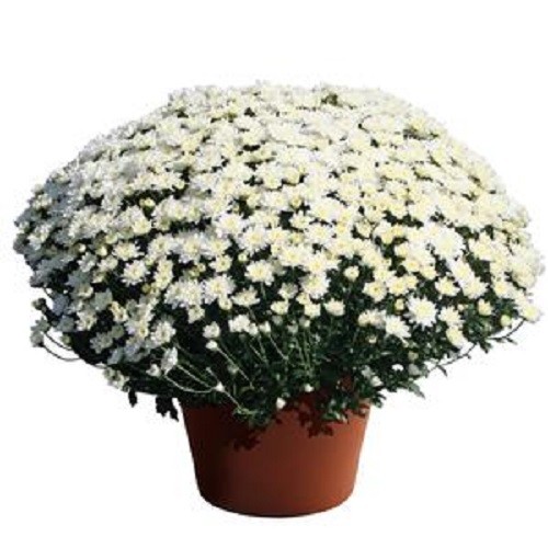 50 MUM YODER MAKENZIE WHITE Live Plants Plugs Garden Home Patio Planters
