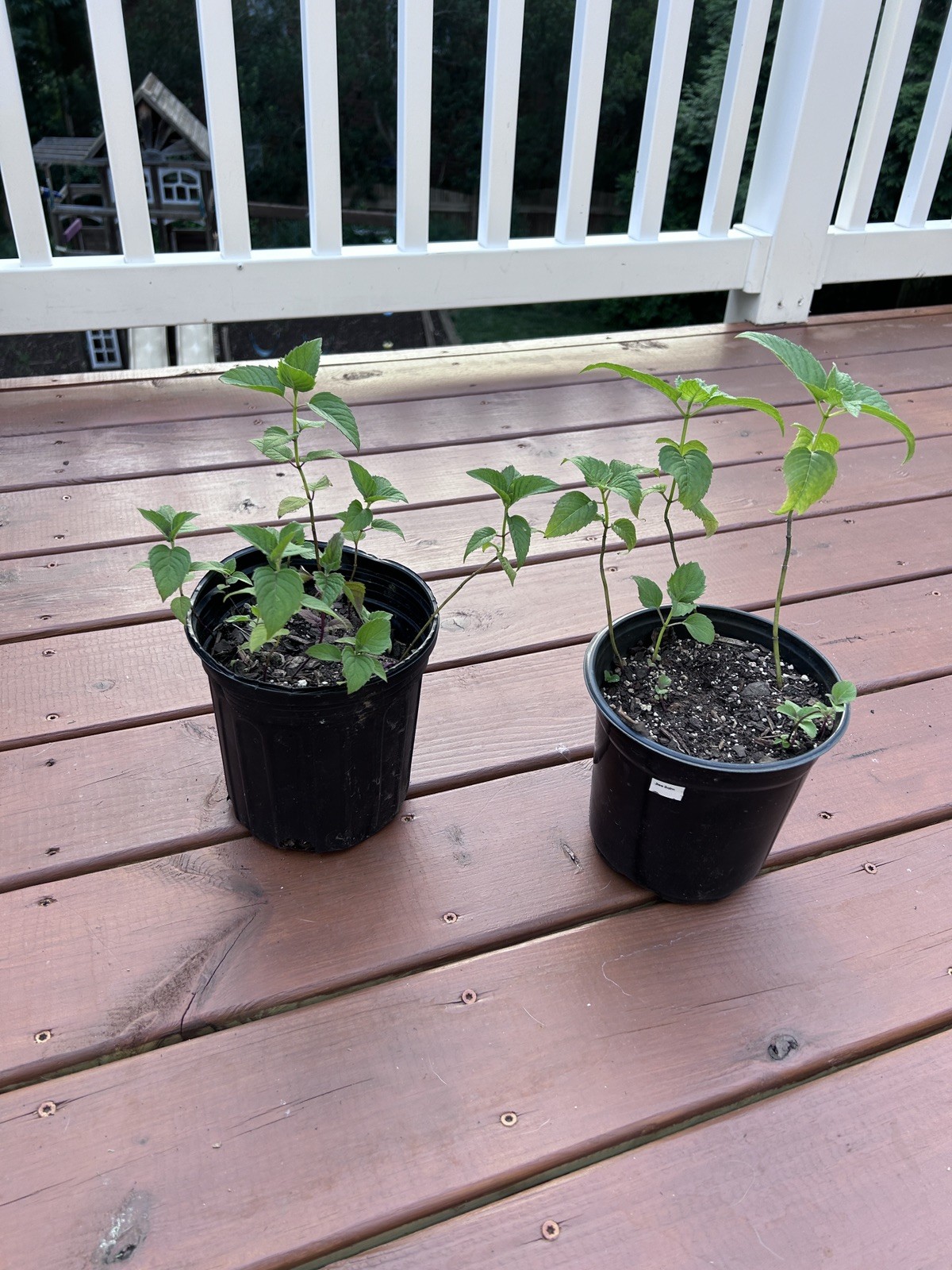 Scarlet Bee Balm (monarda didyma) 4-10inch live plant (ships bare root)