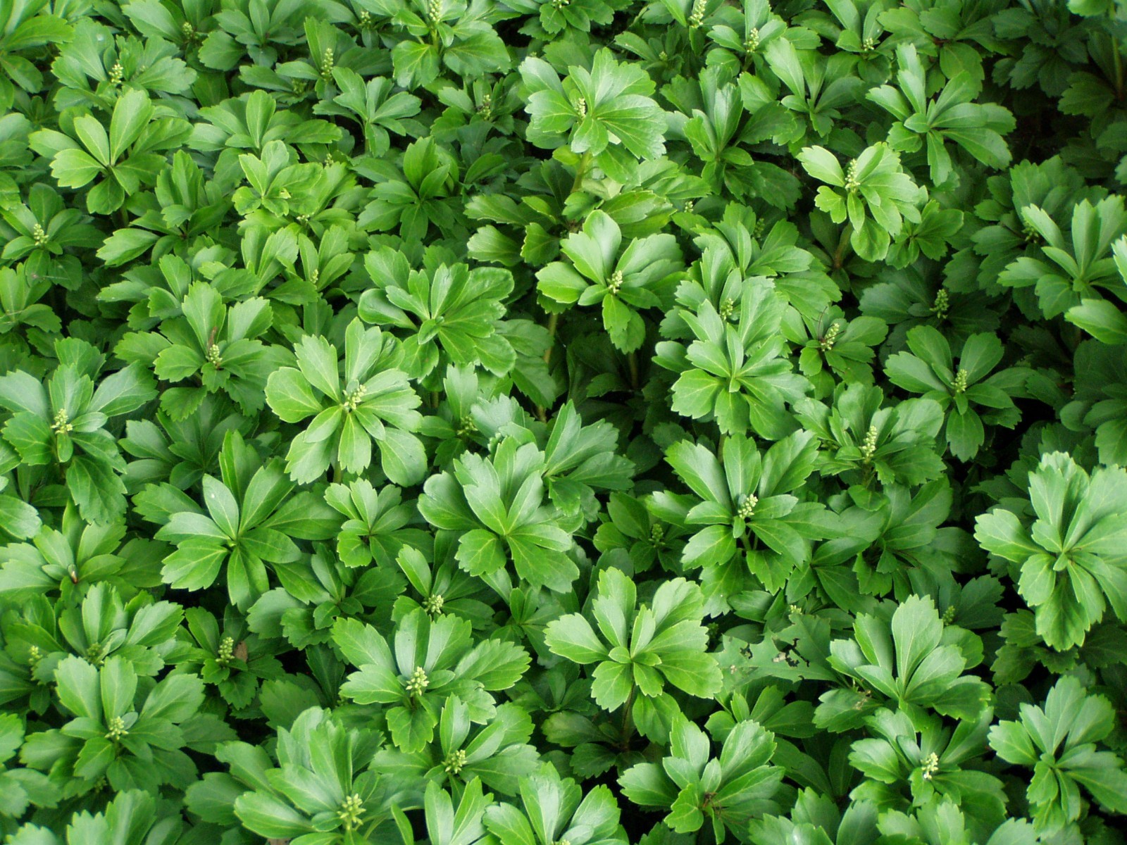 Pachysandra Spurge 80 Bare Root Plants