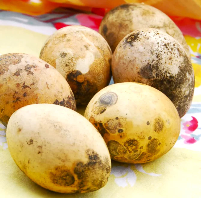 Ozark Nest Egg Ornamental Gourd Seeds – For 2025 Planting Dragon Eggs Cucumber