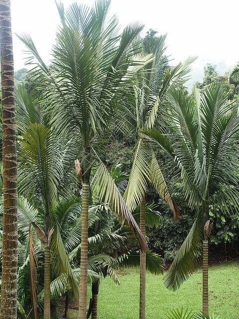 12 Kentiopsis Oliviformis palm tree seeds + Free Gift R