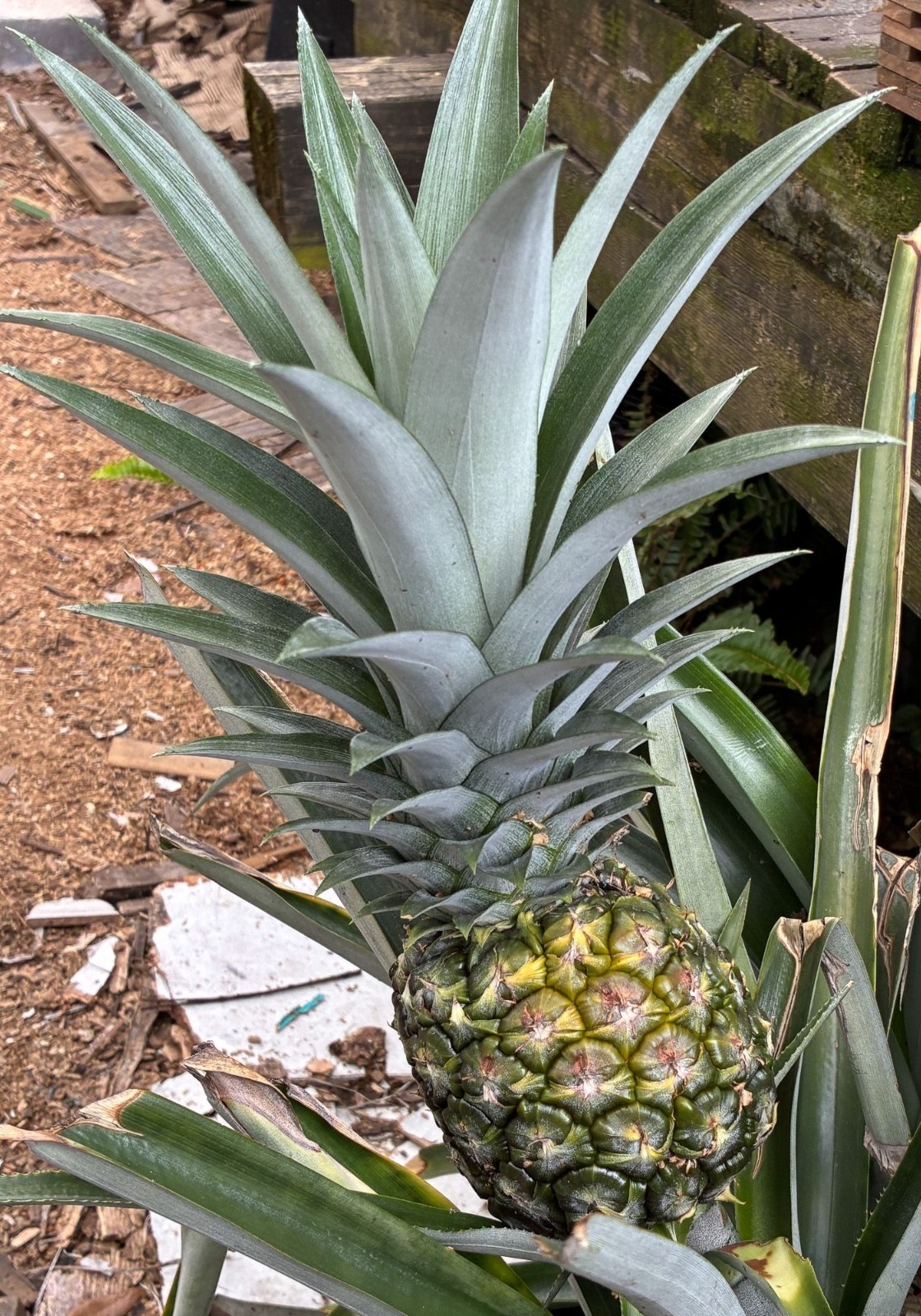 Smooth Leaf Live Pineapple Plants Spineless Edges From Delicious Fruiting Top