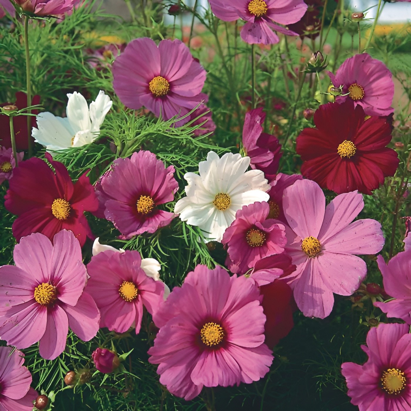 250 Sensation Cosmos Seeds – Classic Cosmos – Easy to Grow & Long Blooming
