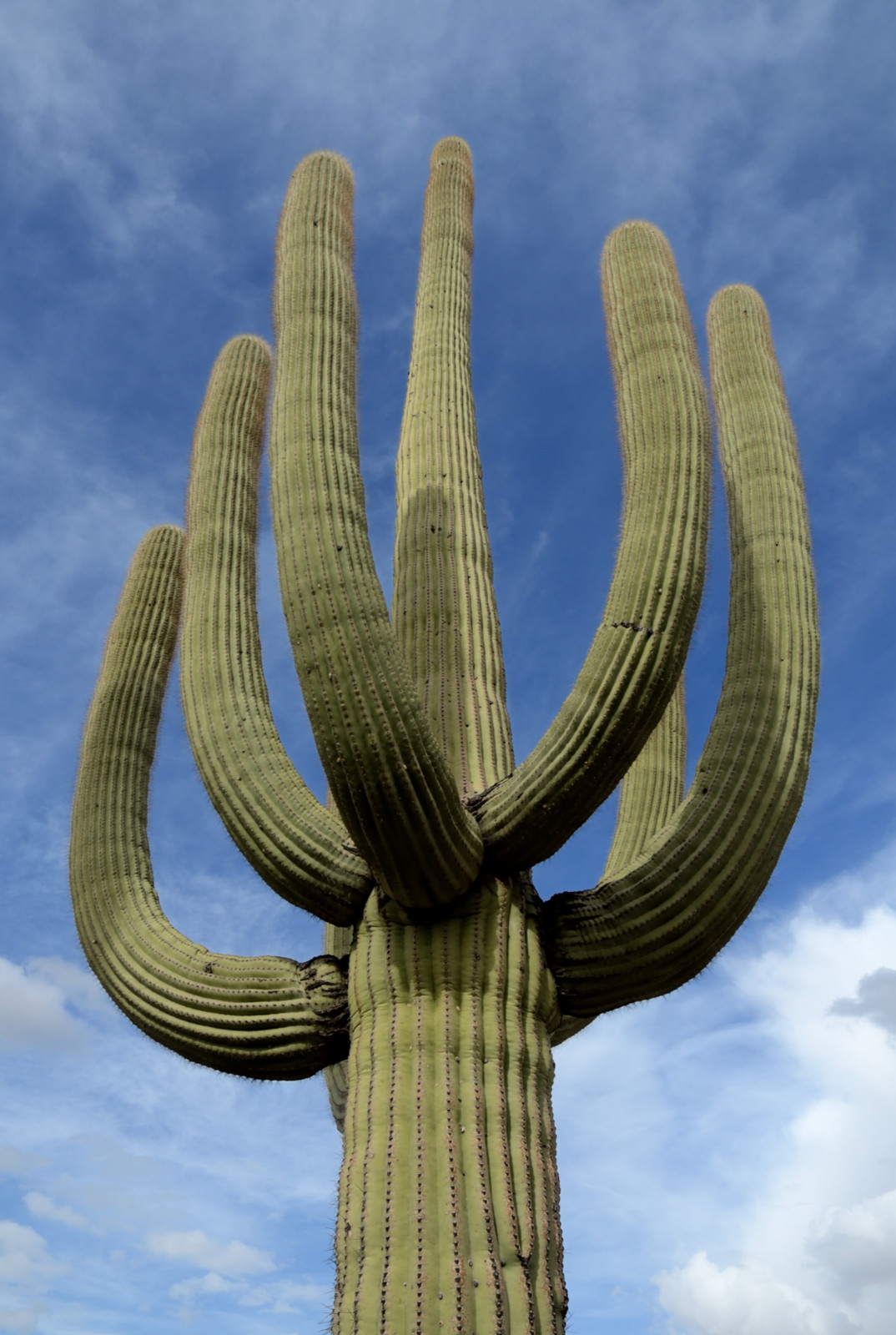10 SAGUARO GIANT CACTUS SEEDS (Carnegiea gigantea) “Tree like Cacti” Hardy-8