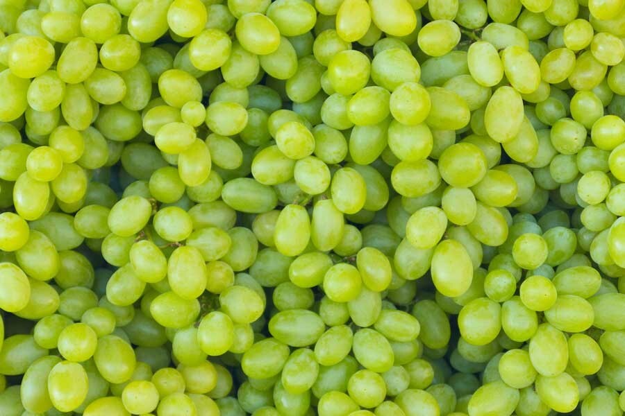 50+ Green Grape(Desert Grapes) Seeds-Free Shipping #22