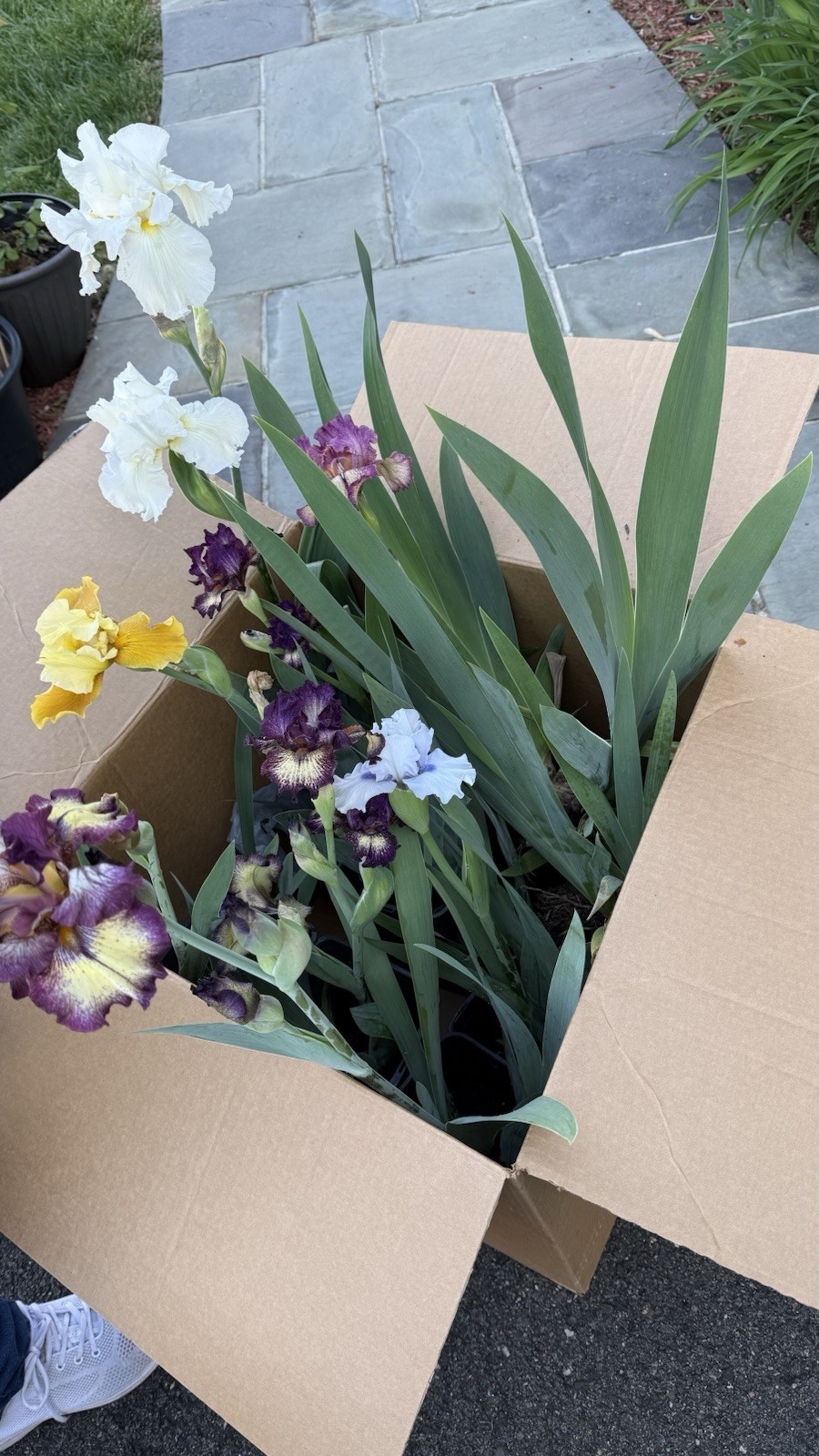 Frosty Spirit BEARDED IRIS Fresh Dug Rhizome-Reblooming